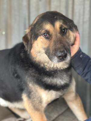 VITÉZ – sucht ein liebevolles Zuhause mit viel Geduld!, Schäferhund-Mischling - Rüde