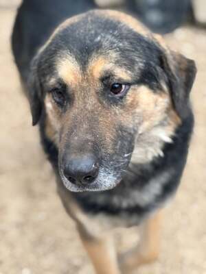 VITÉZ – sucht ein liebevolles Zuhause mit viel Geduld!, Schäferhund-Mischling - Rüde