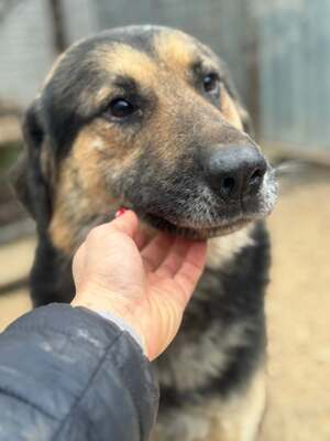 VITÉZ – sucht ein liebevolles Zuhause mit viel Geduld!, Schäferhund-Mischling - Rüde
