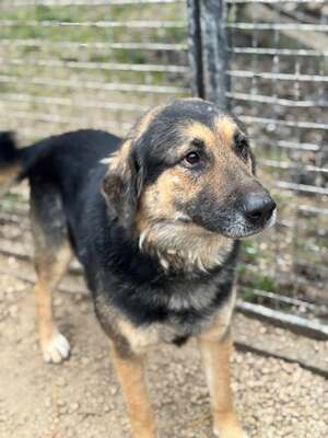 VITÉZ – sucht ein liebevolles Zuhause mit viel Geduld!, Schäferhund-Mischling - Rüde