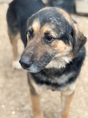 VITÉZ – sucht ein liebevolles Zuhause mit viel Geduld!, Schäferhund-Mischling - Rüde