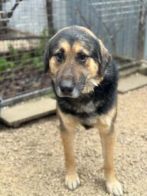 VITÉZ – sucht ein liebevolles Zuhause mit viel Geduld!, Schäferhund-Mischling - Rüde