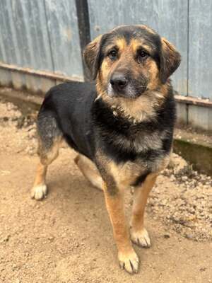 VITÉZ – sucht ein liebevolles Zuhause mit viel Geduld!, Schäferhund-Mischling - Rüde