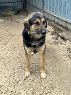 VITÉZ – sucht ein liebevolles Zuhause mit viel Geduld!, Schäferhund-Mischling - Rüde