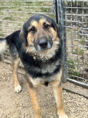 VITÉZ – sucht ein liebevolles Zuhause mit viel Geduld!, Schäferhund-Mischling - Rüde