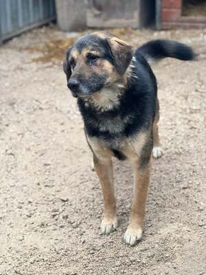 VITÉZ – sucht ein liebevolles Zuhause mit viel Geduld!, Schäferhund-Mischling - Rüde