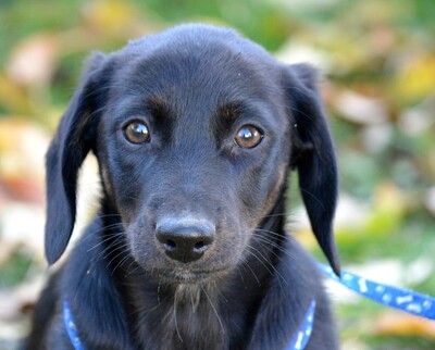 Vadasz, Welpen - Rüde