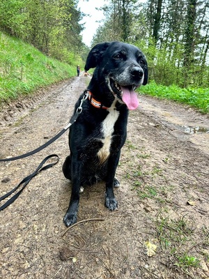 Vade ruhiger, lieber 12 jähriger Labardor Mix Rüde, labrador Mix - Rüde