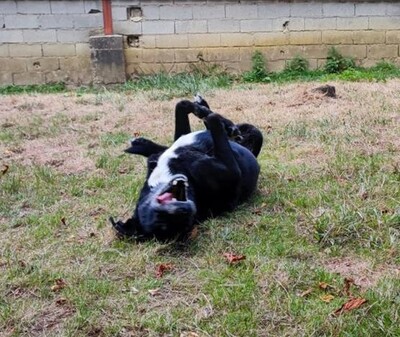 Vade ruhiger, lieber 12 jähriger Labardor Mix Rüde, labrador Mix - Rüde