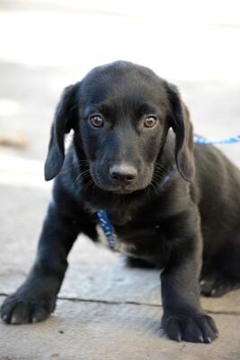 Vadoc, Welpen - Rüde