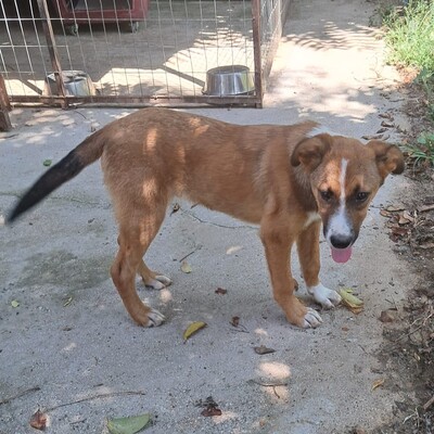 Vagos - ein lustiger und ganz freundlicher Rüde / Reserviert, Mischling - Rüde