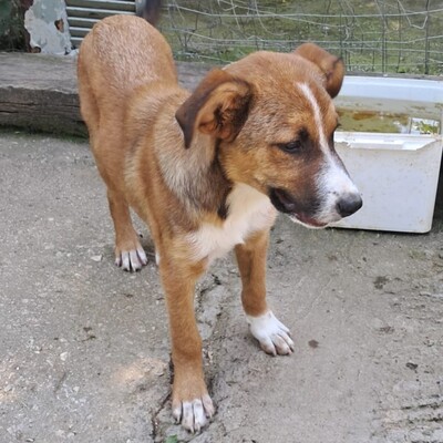 Vagos - ein lustiger und ganz freundlicher Rüde / Vorgemerkt