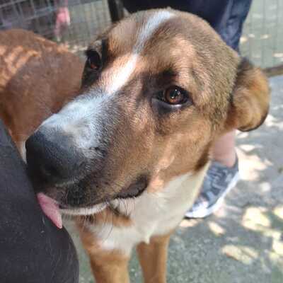 Vagos - ein lustiger und ganz freundlicher Rüde / Vorgemerkt, Mischling - Rüde