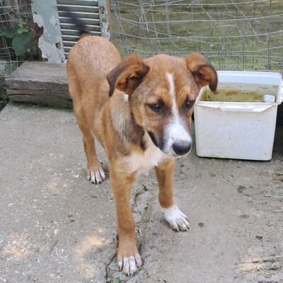 Vagos - ein lustiger und ganz freundlicher Rüde / Vorgemerkt, Mischling - Rüde