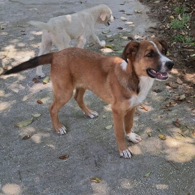 Vagos - ein lustiger und ganz freundlicher Rüde / Vorgemerkt, Mischling - Rüde