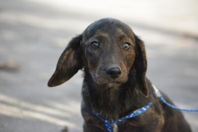 Vahur, Welpen - Rüde