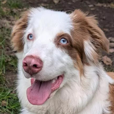 Vaiana, Australian Shepherd - Hündin