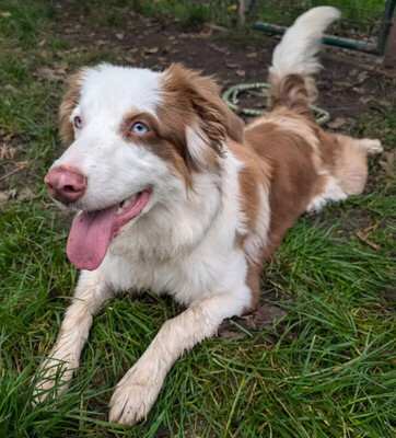 Vaiana, Australian Shepherd - Hündin