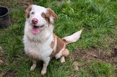 Vaiana, Australian Shepherd - Hündin