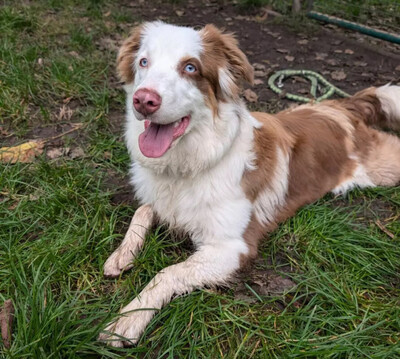 Vaiana, Australian Shepherd - Hündin