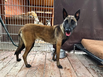 Vaiana, Malinois - Hündin