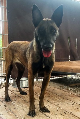 Vaiana, Malinois - Hündin
