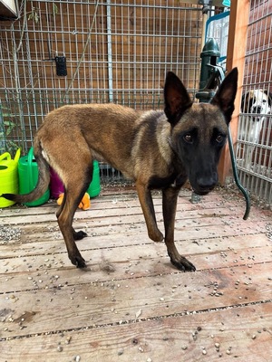 Vaiana, Malinois - Hündin