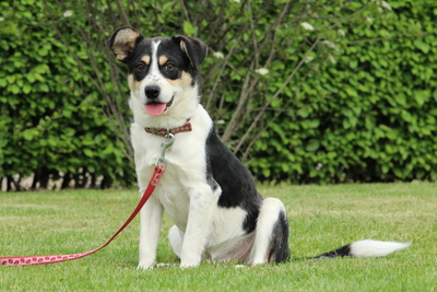 Valentin, Mischling - Rüde