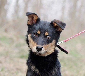 Valentina, Mischling Welpen - Hündin