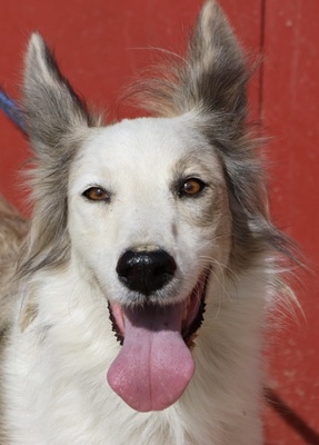 Valentina, Mix - Hündin