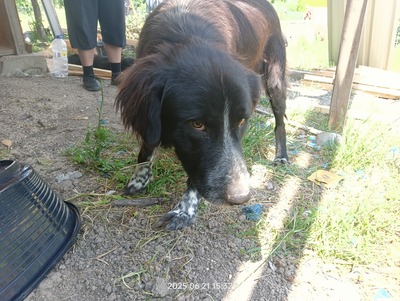 Valentino – sanfter Charmeur auf vier Pfoten