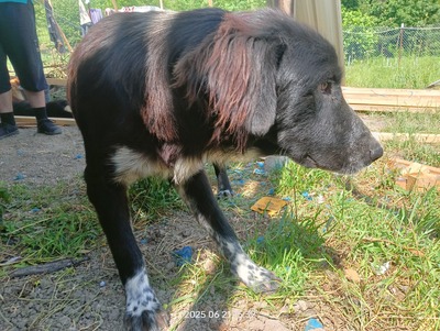 Valentino – sanfter Charmeur auf vier Pfoten, Mischling - Rüde