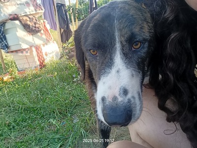 Valentino – sanfter Charmeur auf vier Pfoten, Mischling - Rüde