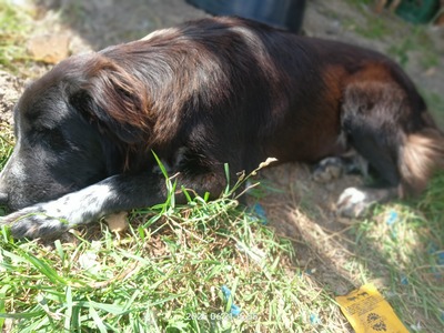 Valentino – sanfter Charmeur auf vier Pfoten, Mischling - Rüde