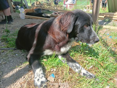 Valentino – sanfter Charmeur auf vier Pfoten, Mischling - Rüde
