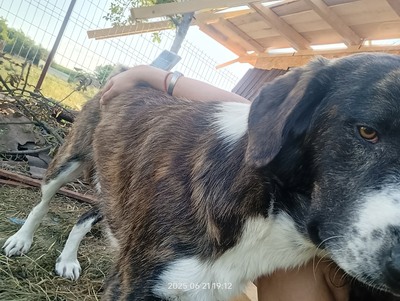 Valentino – sanfter Charmeur auf vier Pfoten, Mischling - Rüde