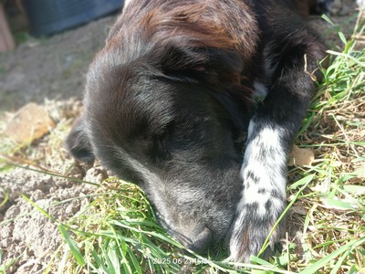 Valentino – sanfter Charmeur auf vier Pfoten, Mischling - Rüde