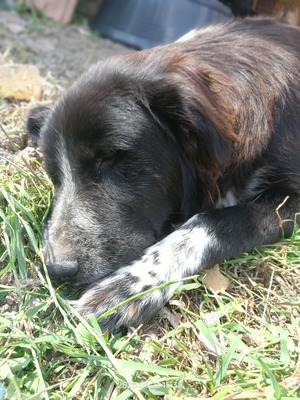 Valentino – sanfter Charmeur auf vier Pfoten, Mischling - Rüde