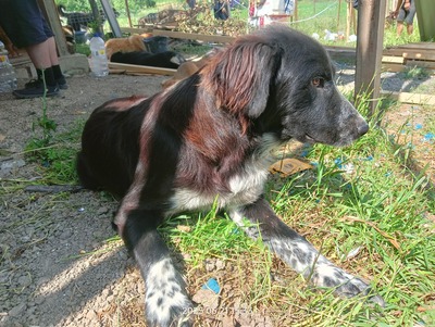 Valentino – sanfter Charmeur auf vier Pfoten, Mischling - Rüde