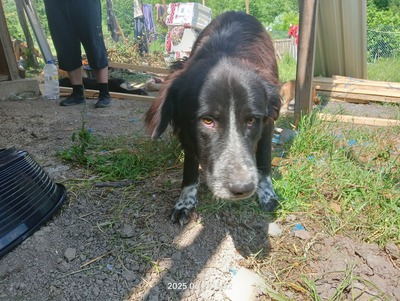 Valentino – sanfter Charmeur auf vier Pfoten, Mischling - Rüde