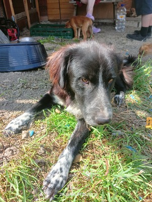 Valentino – sanfter Charmeur auf vier Pfoten, Mischling - Rüde