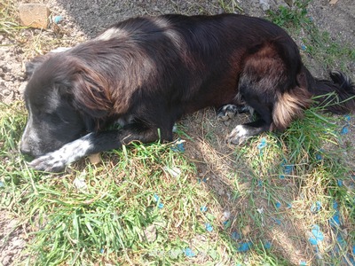 Valentino – sanfter Charmeur auf vier Pfoten, Mischling - Rüde