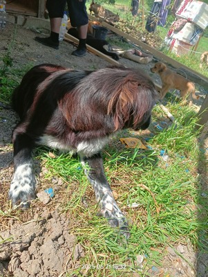 Valentino – sanfter Charmeur auf vier Pfoten, Mischling - Rüde