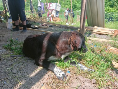 Valentino – sanfter Charmeur auf vier Pfoten, Mischling - Rüde