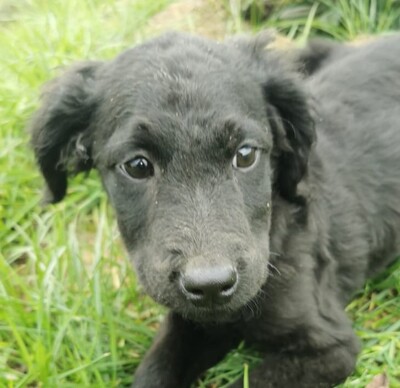 Valeri, Welpen - Hündin