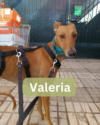 Valeria