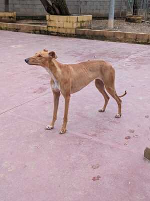 Valeria, Galga - Hündin