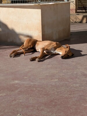 Valeria, Galga - Hündin