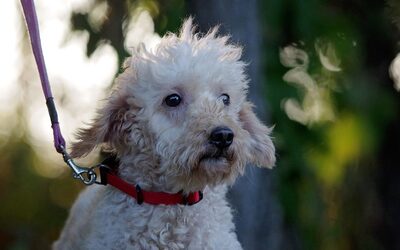 Valeria, PUDEL Welpen - Hündin