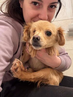 Valerie, Mischling - Hündin